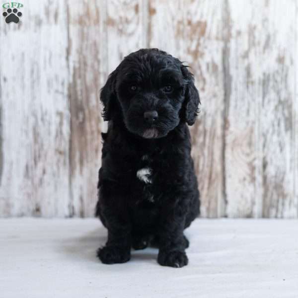 Holly, Mini Labradoodle Puppy